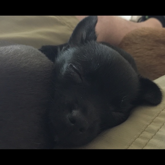 Meet your Posher, Bruce - Picture 8 of 12